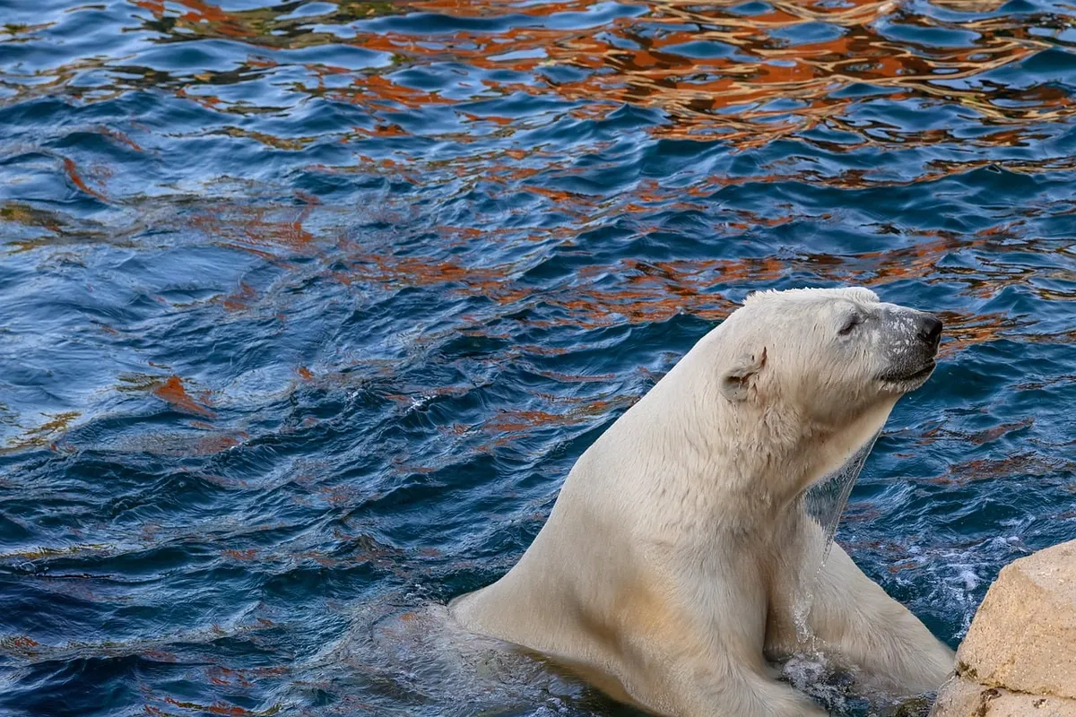 icebear, nature, bear, animal, zoo, arctic, snow, ice cream, wildlife, climate, winter, water, swim, white, cold, conservation