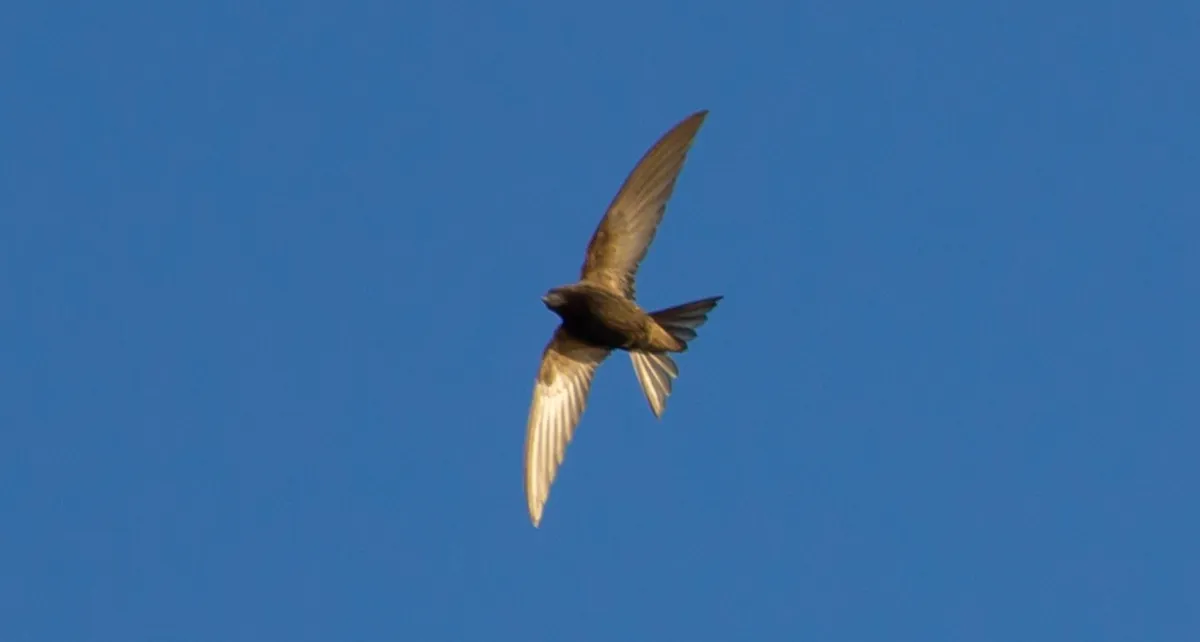 swift, swift in flight, swift flying, swift, swift, swift, swift, swift