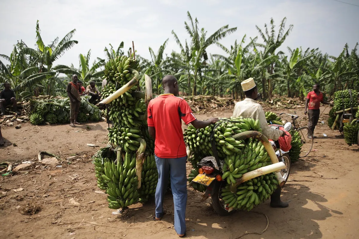 uganda, transport, banana, fruit, tropical, green, market, trade, food, uganda, uganda, uganda, uganda, uganda, banana, banana, banana, banana, market, trade, t